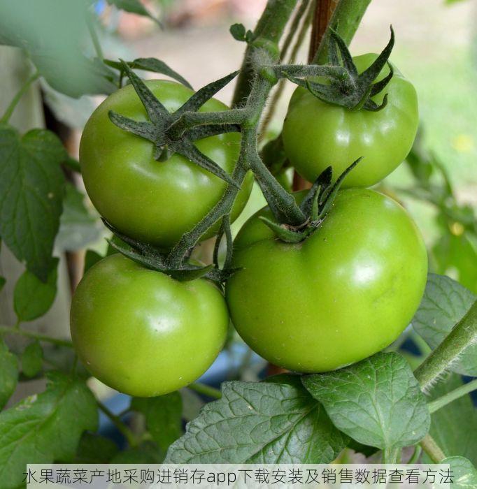 水果蔬菜产地采购进销存app下载安装及销售数据查看方法